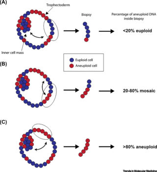 Imagen médica de embriones o cromosomas que ilustra la aneuploidía y el mosaicismo.
